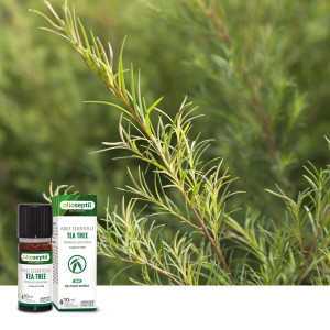 Huile essentielle Tea Tree